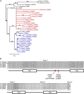 The lhfpl5 Ohnologs lhfpl5a and lhfpl5b Are Required for Mechanotransduction in Distinct Populations of Sensory Hair Cells in Zebrafish